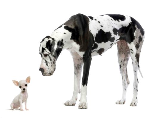 Bichon maltais blanc assis & coquin sur fond blanc Great Dane HARLEQUIN and puppy Chihuahua at each other in front of a white background