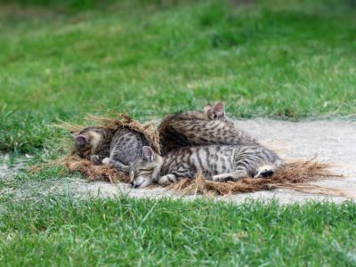 Sleeping cat with kittens Sleeping cat with kittens
