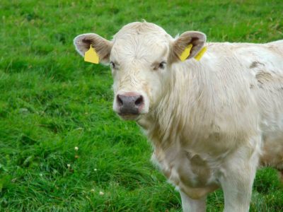 White cow White cow on a green field background in Ireland