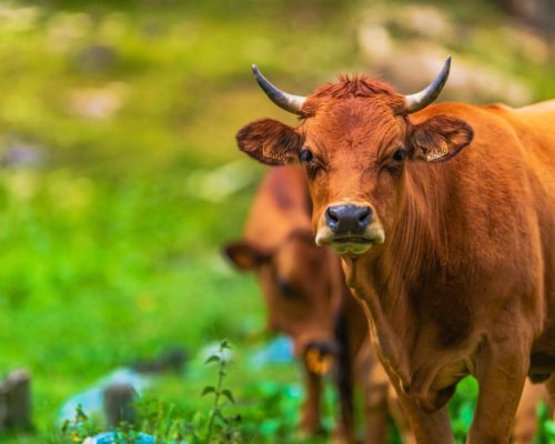 Beef Cattle Brown Cow Beef Cattle Brown Cow on the Swiss Pasture.