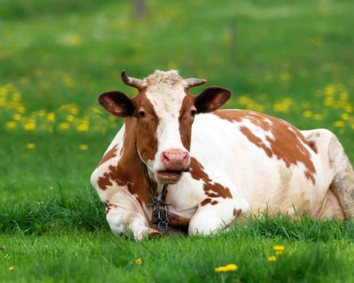 cow resting cow resting