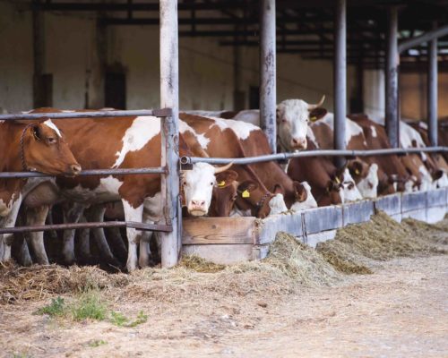 Cows in a farm cowshed Cows eating hay in a farm cowshed
