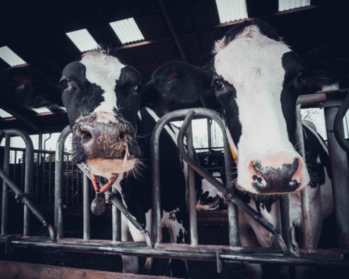 cows in the hangar. Cows on Farm cows in the hangar. Cows on Farm