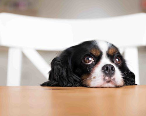 dog begging cute dog begging for food at the kitchen table