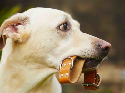 Yellow labrador retriever is waiting with dog collar in mouth.