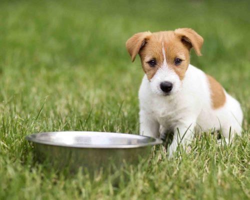Hungry dog puppy waiting for his food Hungry dog puppy sitting near his dish and waiting for food
