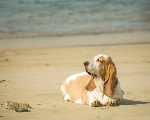 overweight basset hound lazing on a beach in the sun