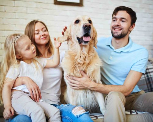Favorite pet Modern family with pet resting on sofa at home