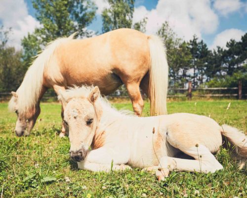 Miniature horse on the pasture Mare with foal of the miniature horse on the pasture.