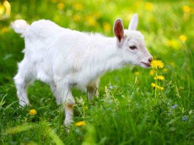White little goat standing on green grass with yellow dandelions White little goat standing on green grass with yellow dandelions on a sunny day