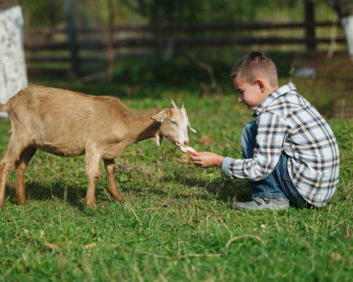 cute little boy feeding goat in the garden