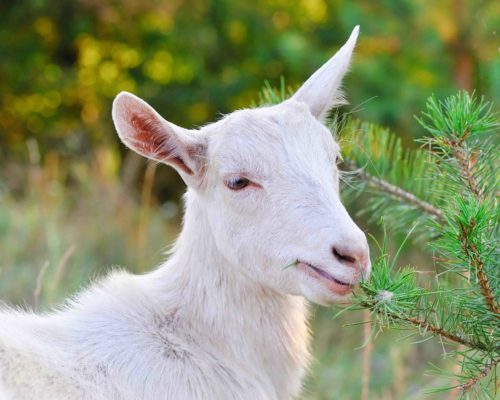 White goat eating young pine twigs