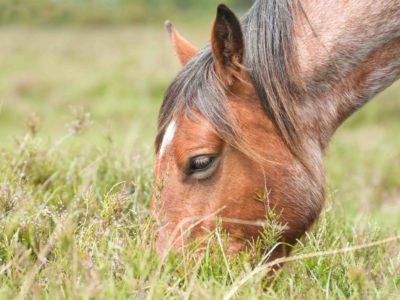 pony grazing closeup closeup of a wild pony grazing in the New Forest national park in the UK