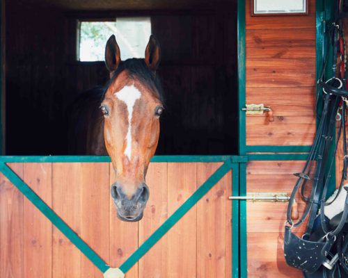 Horse in contemporary stable Horse looking from the window of the contemporary stable.
