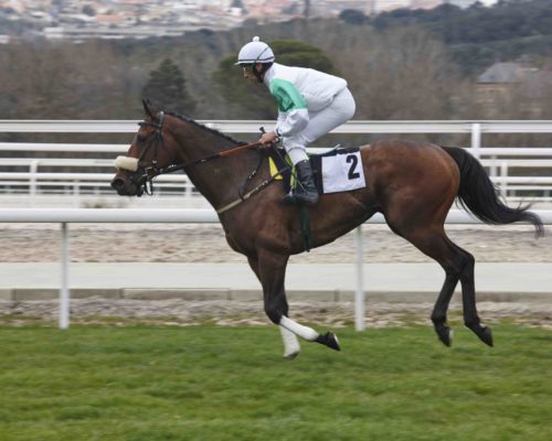 Horse race warm up. Competition sport. Hippodrome. Winner Horse race warm up. Competition sport. Hippodrome. Winner. Speed background