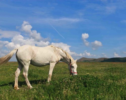 white horse a white horse to graze on green field
