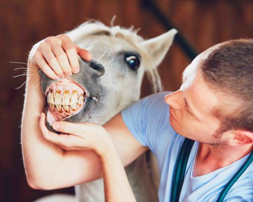 Veterinary medicine at farm Veterinary medicine at farm. Veterinarian examining teeth of the horse in the stable.