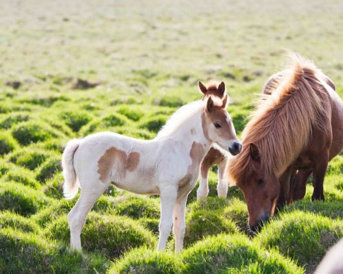 Icelandic horse with her colt Icelandic horse with her colt. Iceland, Europe.