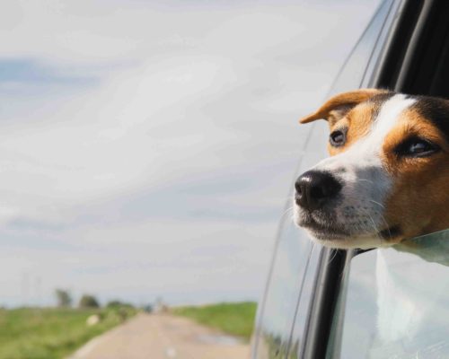 small dog breeds Jack Russell Terrier rides in a car leaning out of the window on a summer day