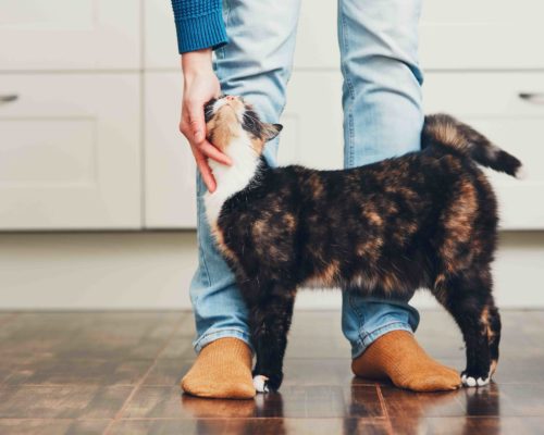 Man and cute cat Domestic life with pet. Cat welcome his owner (young man) at home.