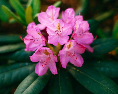 Blooming Pink Flowers of Rhododendron smirnowii Blooming Pink Flowers of Rhododendron smirnowii In Spring Garden