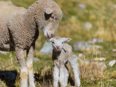 Sheep Sheep