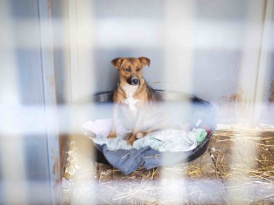 Dog in cage A dog in an animal shelter, waiting for a home