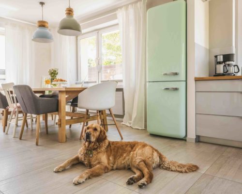 Dog next to dining table and chairs under lamps in house interio Dog next to dining table and chairs under lamps in house interior with pastel fridge. Real photo