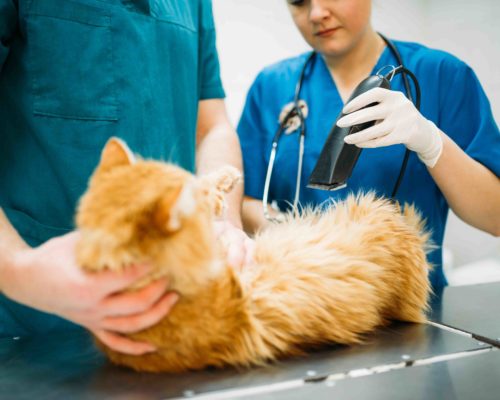 Veterinarians examining cat, veterinary clinic Professional veterinarians examining cat, veterinary clinic. Vet doctors working, treatment a sick dog