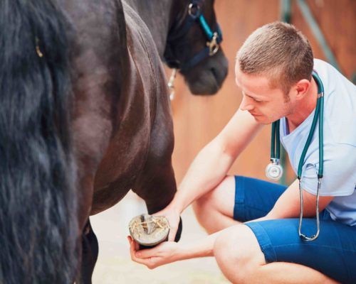 Veterinary medicine at the farm Veterinary medicine at the farm. Veterinarian examining horse leg.
