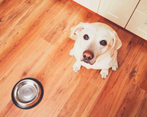 The dog in front of the empty bowl. Hungry labrador retriever waiting for feeding in the kitchen. - selective focus