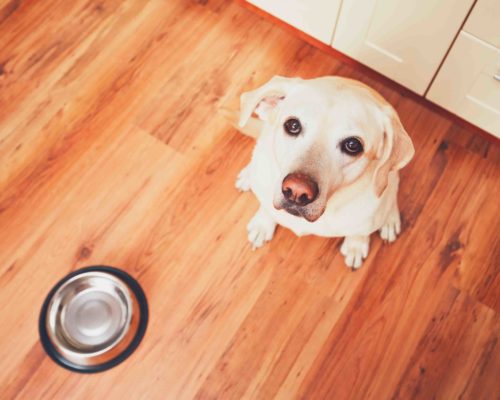 Hungry dog waiting for feeding The dog in front of the empty bowl. Hungry labrador retriever waiting for feeding in the kitchen. - selective focus