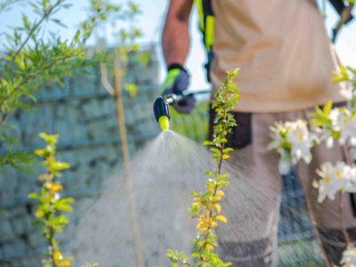 Plants Health Care Spring Time Insecticide Garden Trees. Plants Health Care.