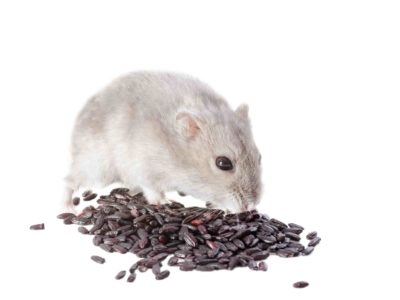 Djungarian hamster Djungarian hamster eating black rice in front of white background