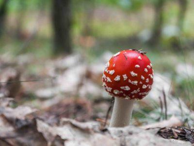Red toadstool in a forest Amanita muscaria - red toadstool in a forest. Shallow depth of field.