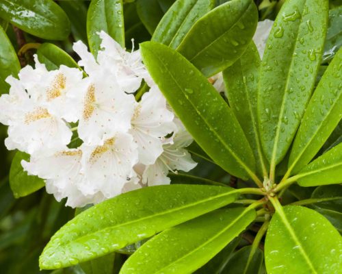 Azalea white ornamental flowers and green leaves under the rain Azalea white ornamental flowers and green leaves under the rain